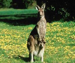 yapboz Doğu boz kangurusu